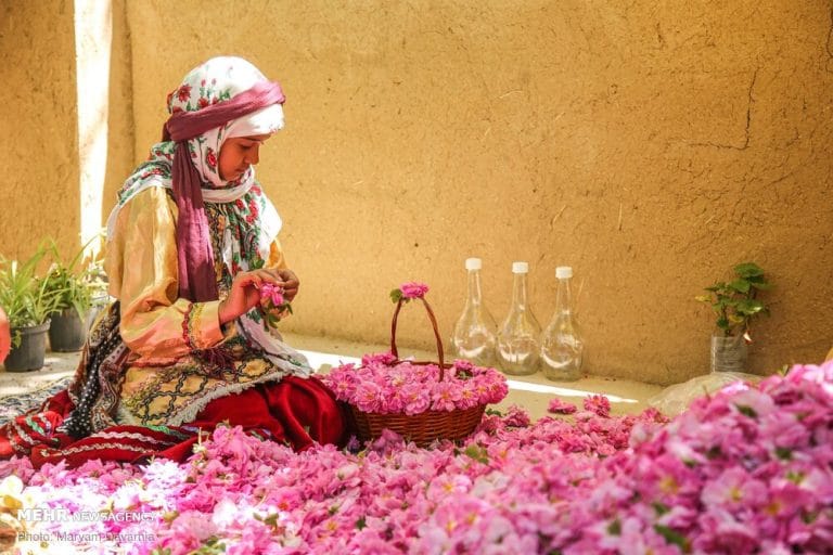راهنمای شناخت گل محمدی، راههای خرید گل محمدی با کیفیت و تازه
