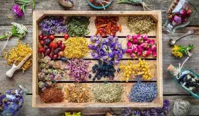 گیاهان دارویی طبیعی برای دمنوش و طب سنتی
